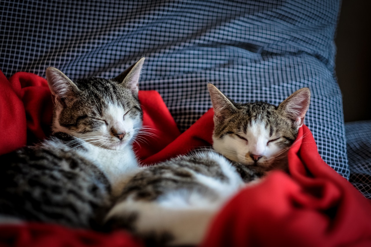 Gatto domestico è un incrocio di diverse razze. Ha le caratteristiche di diversi gatti, è caratterizzato da un'elevata resistenza alle malattie.